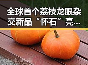 全球首个荔枝龙眼杂交新品“怀石”亮相，启示未来高考十问背后的创新思维